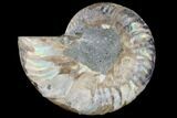 Agatized Ammonite Fossil (Half) - Madagascar #114922-1